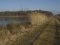 NL, Noord-Brabant, Asten, Groote Peel 22, Saxifraga-Jan van der Straaten